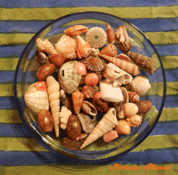 Seashell Souvenir Collection