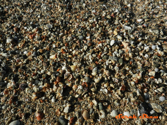 Tiny shells on a beach in Costa Rica