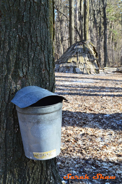 Bucket with a cover for maple sap collection at Fenner Nature Center