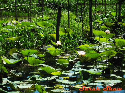 Lotus plants at Khit Sunn Yin, Inle Lake, Myanmar