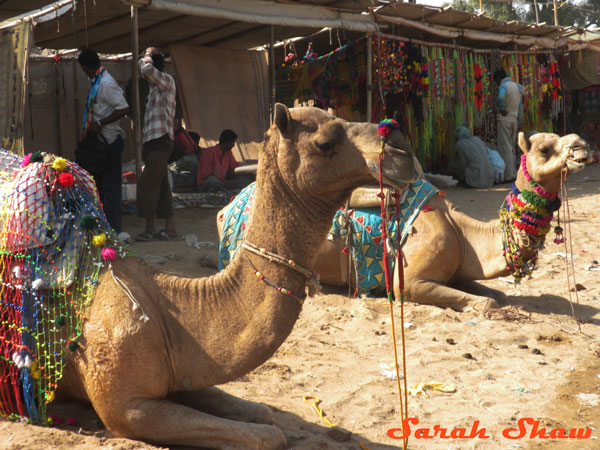 A stall sells decorations for the stars of the Pushkar Camel Fair in India