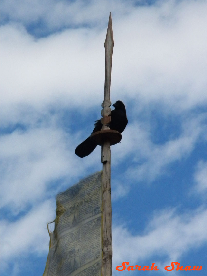Crow atop a white prayer flag
