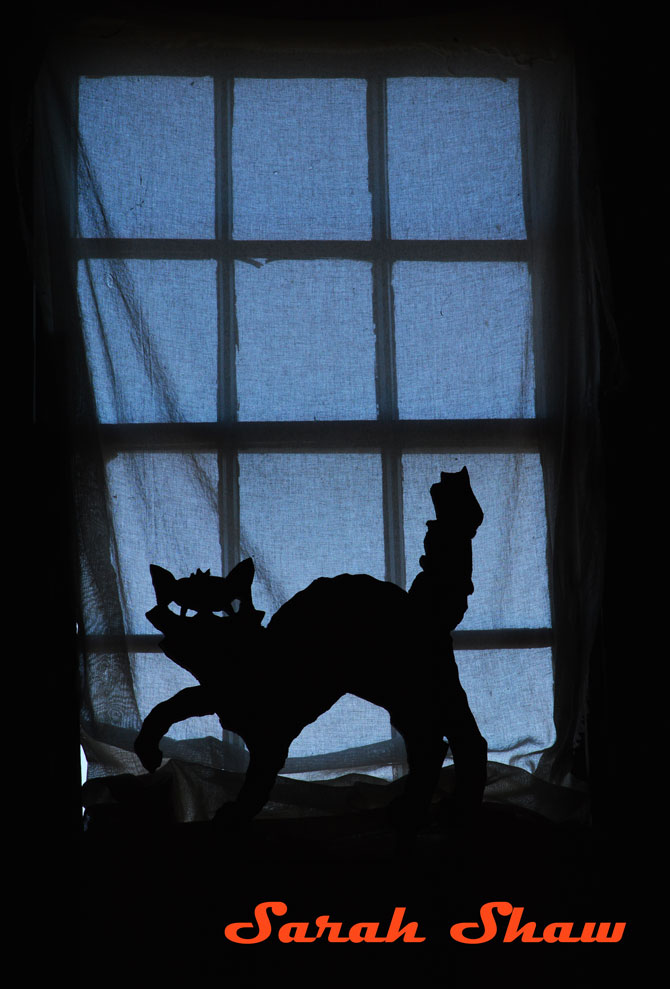 Black cat image in a window