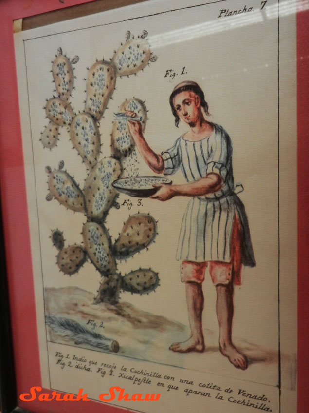 Antique drawing of collecting cochineal in Mexico
