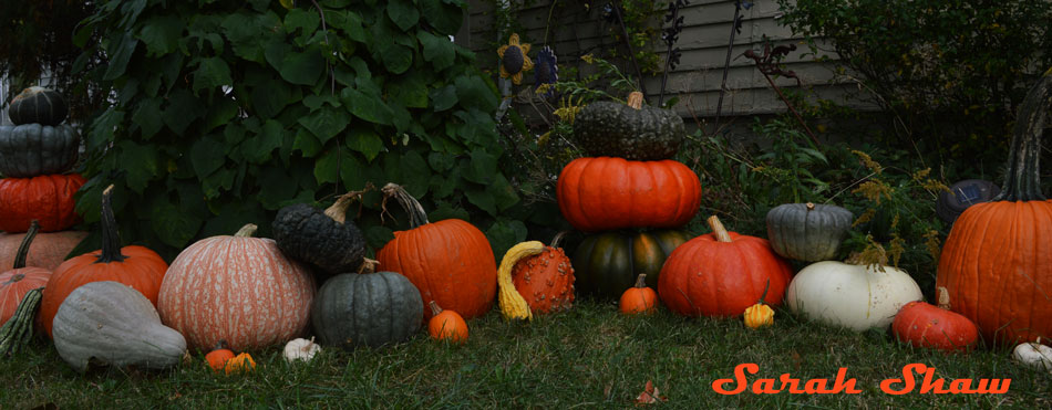 Squash, gourds and pumpkins for Halloween