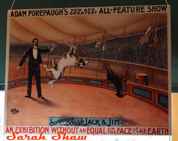 Somersault Dogs Show