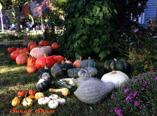 Heirloom pumpkins, squash and gourds