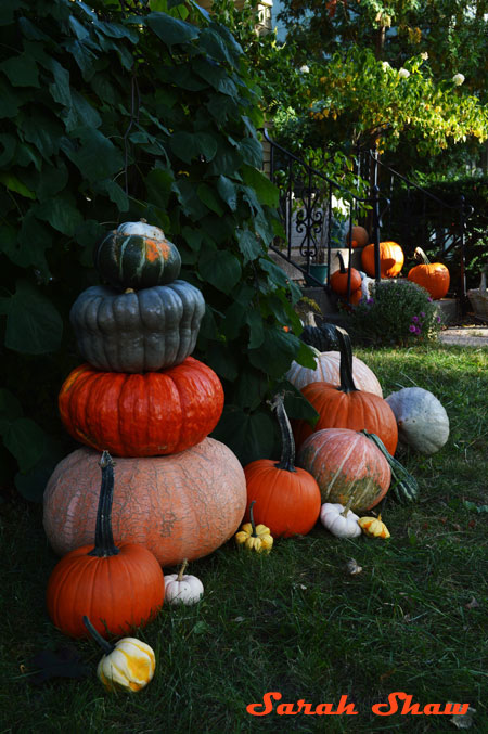 Heirloom pumpkins are stacked into a tower