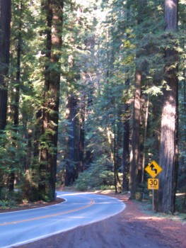 Giant Redwoods