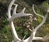 Antlers