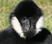 black gibbon