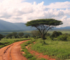 tree in kenya