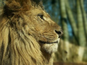 lion gazing