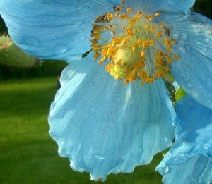Blue Himalyan Poppy