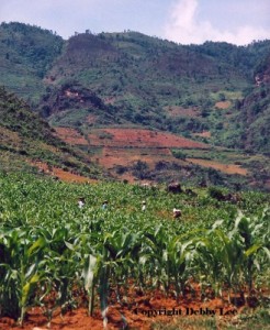 Verdant Land Vietnam