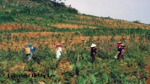 Vietnam Women Fields 1