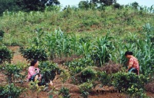 Vietnam Women Fields 2