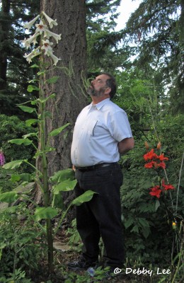 Giant Himalayan Lily