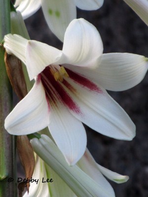 Giant Himalayan Lily