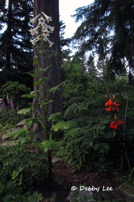 Giant Himalayan Lily