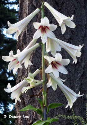 Giant Himalayan Lily Trumpets