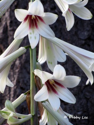 Giant Himalayan Lily