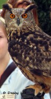 Montreal Biodome Owl