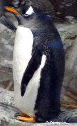 Montreal Biodome Penguin