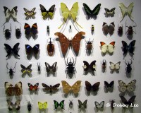 Montreal Insectarium Butterflies