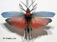 Montreal Insectarium Moth