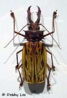 Montreal Insectaruim Beetle