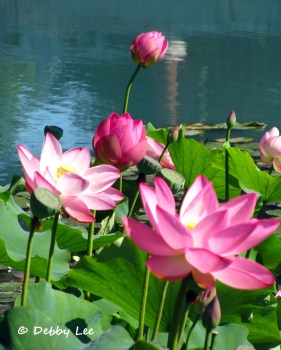 Montreal Jardin Botanique Lotus