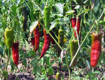 Bhutanese Chilies Growing