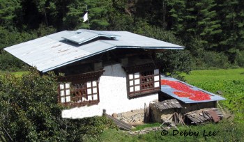 Bhutanese Red Chilies Rooftop 2