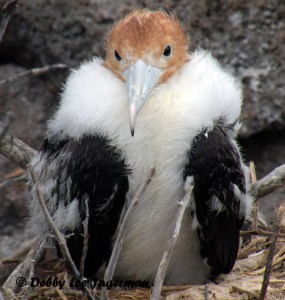 Galapagos Baby Great Frigatebird