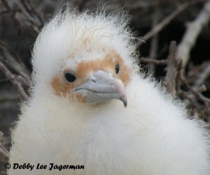 Galapagos Baby Red Footed Booby