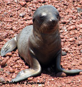 Galapagos Baby Fur Seal