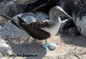 Galapagos Blue Footed Booby