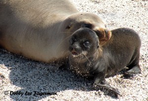 Galapagos Islands Fur Seals