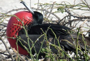 Galapagos Magnificent Frigatebird