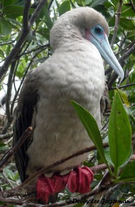 Galapagos Red Footed Booby