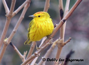 Galapagos Yellow Warbler