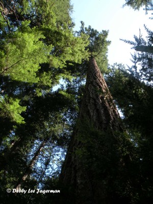 Annette Lake Trail