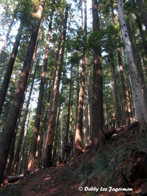 Mt Rainier Northern Loop Trees