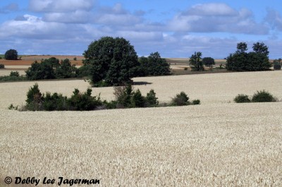 Camino-de-Santiago-Wheat-Fields