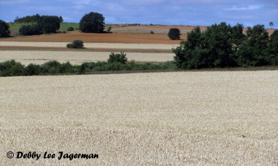 Camino-de-Santiago-Wheat-Fields