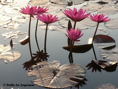 Angkor Wat Cambodia Sunrise Lotus Flowers