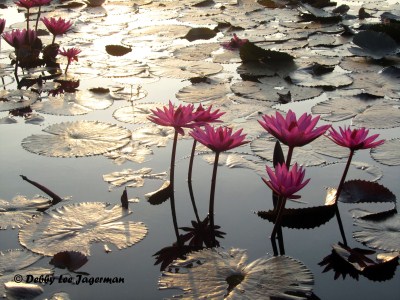 Angkor Wat Sunrise Lotus Flowers