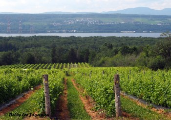 Vignoble Isle de Bacchus Vineyards Ile d'Orleans