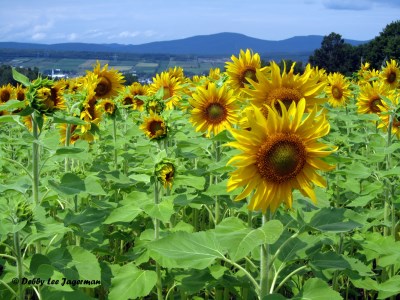 Le Ferme de Liz Ouellet Ile d'Orleans Sunflowers